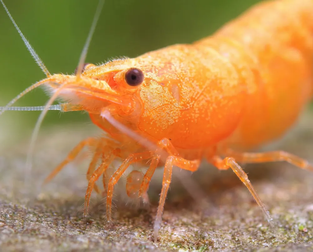 Image of orange fire shrimp sakura sunkist shrimp neocaridina davidi orange