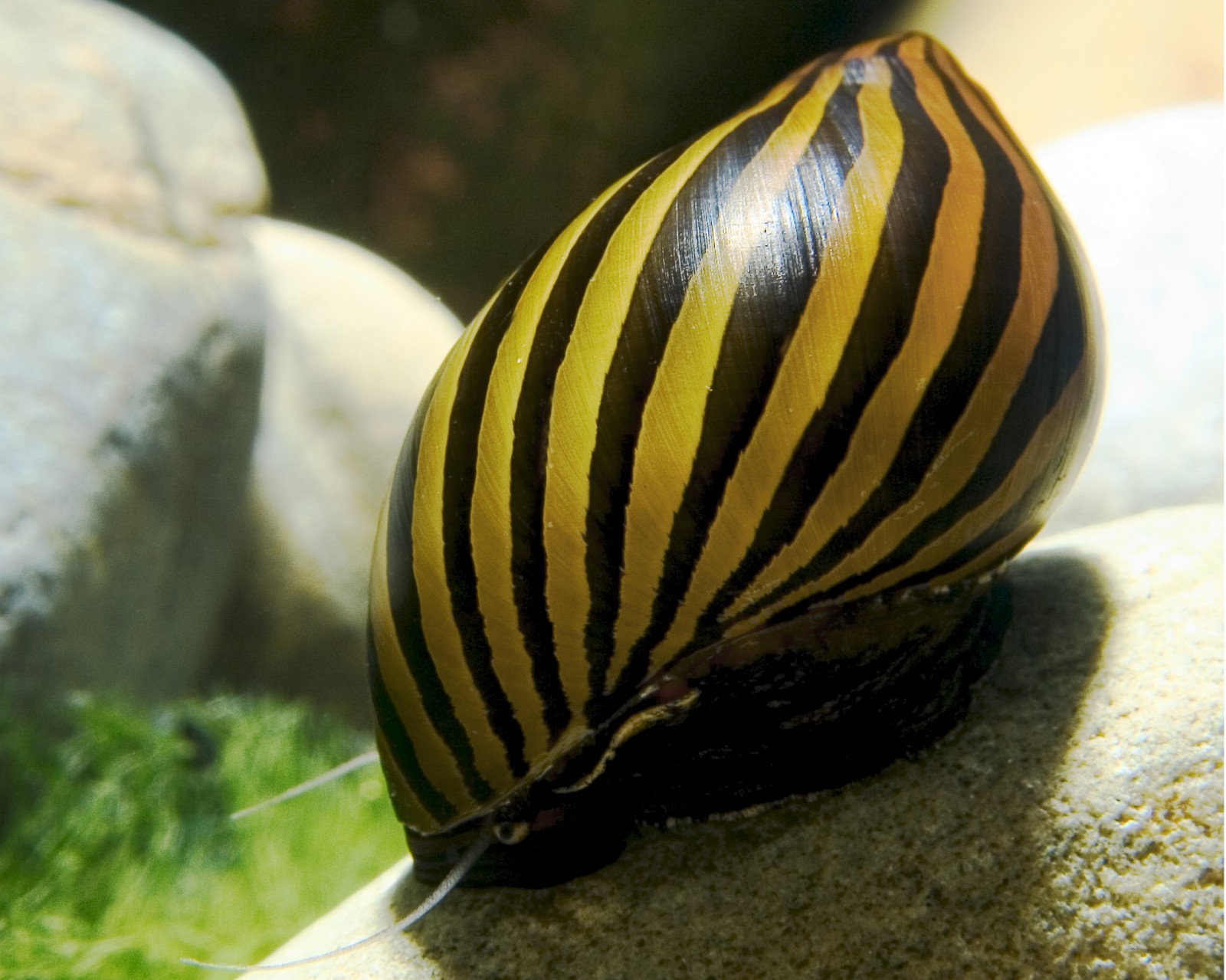 Algae-Eating Snails: Neritina and Clithon