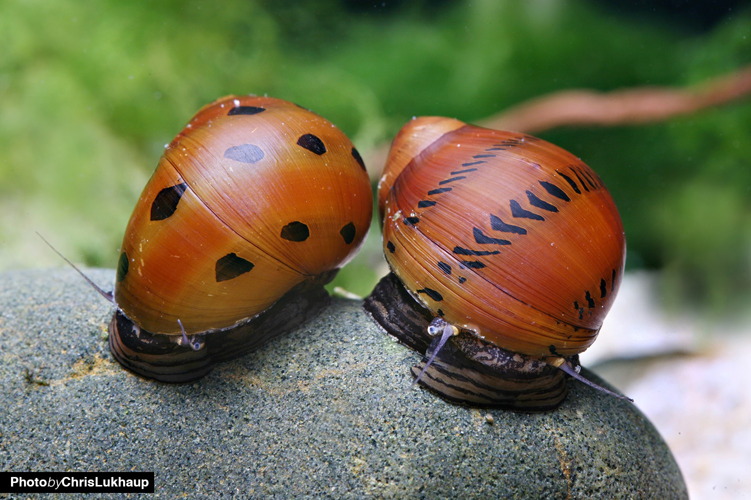 Algae-Eating Snails: Neritina and Clithon