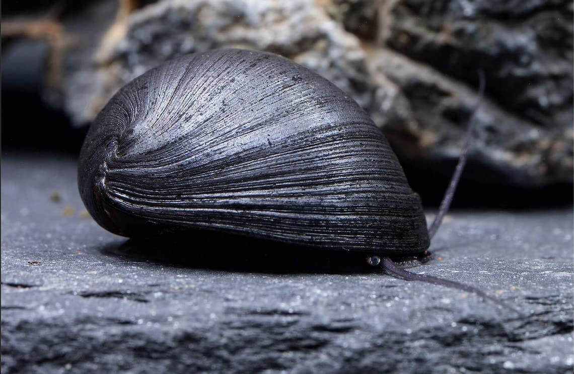 Neritina pulligera: The Anthracite Cup Snail
