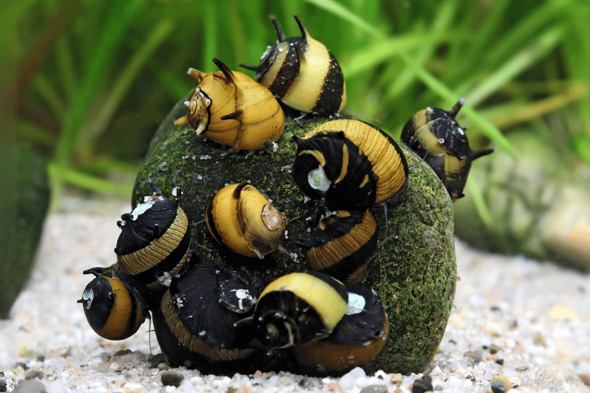 The Decorative Antlered Snail