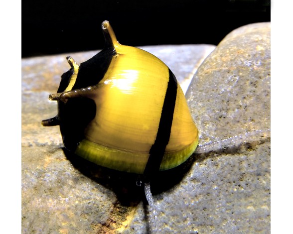 Antlered Snail (Clithon diadema)