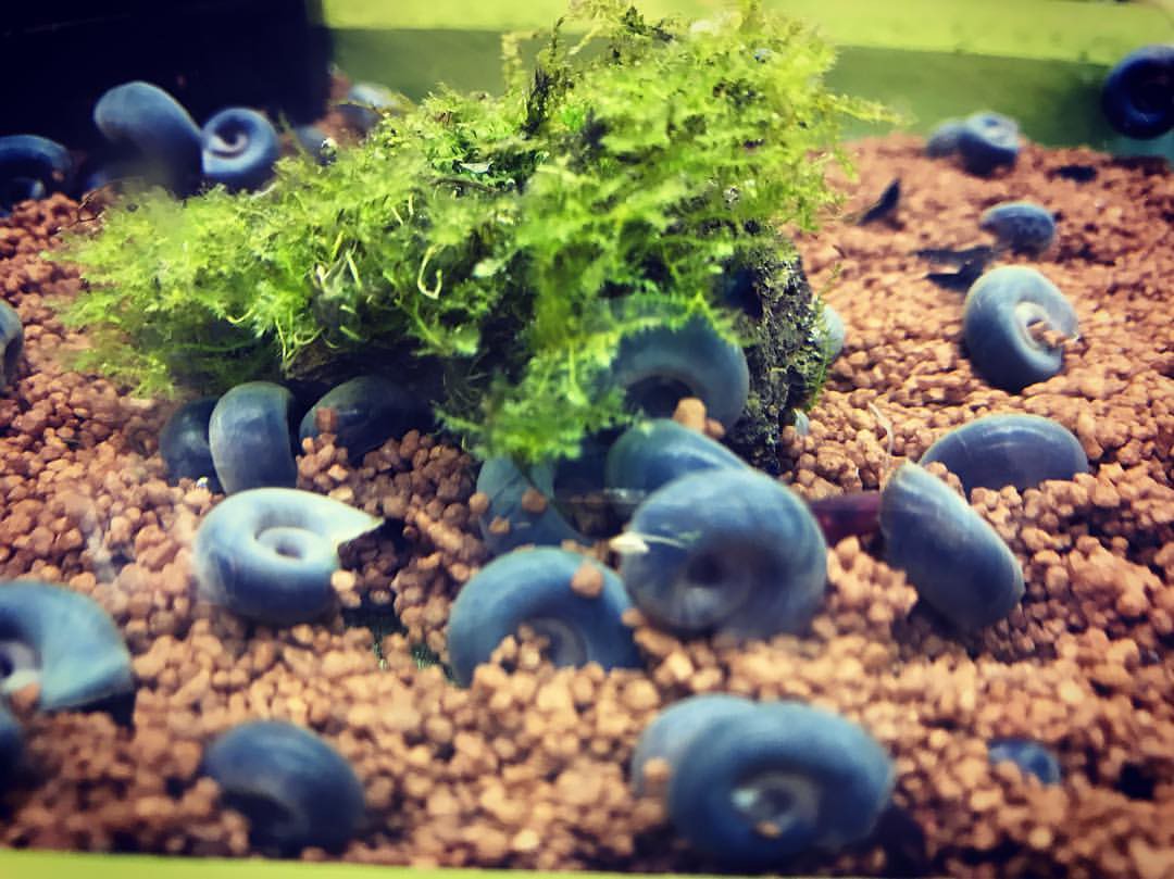 Feeding and Plant Safety