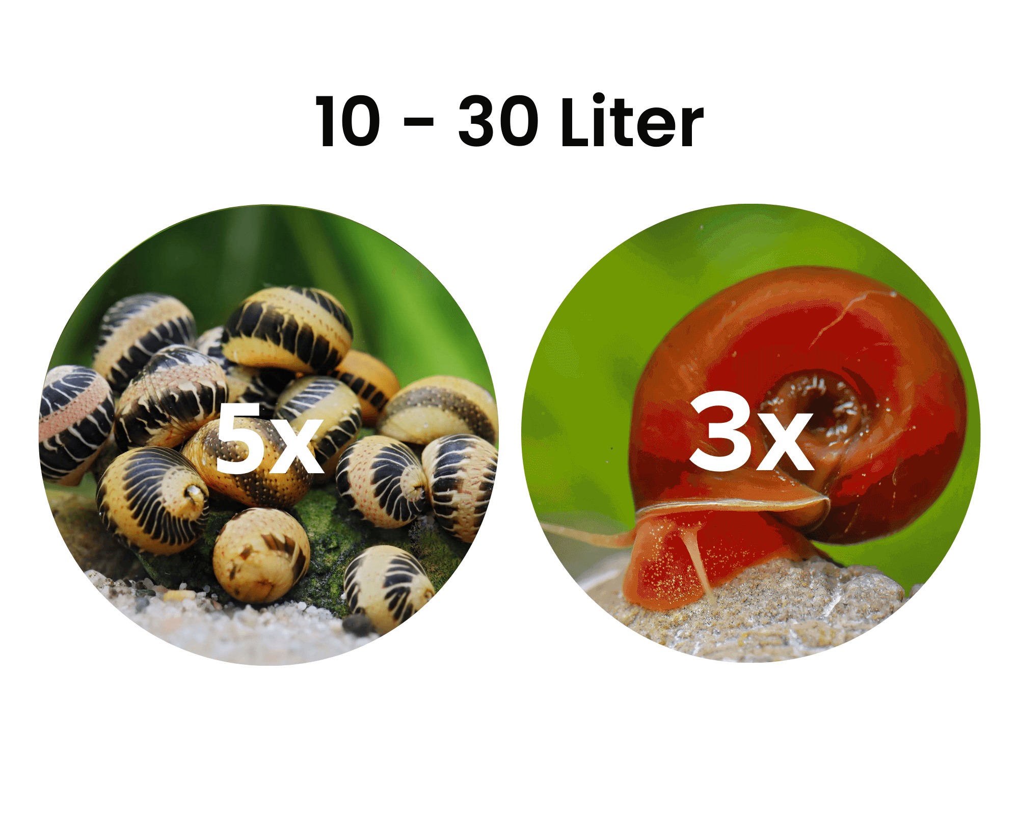 Taxonomy and Identification