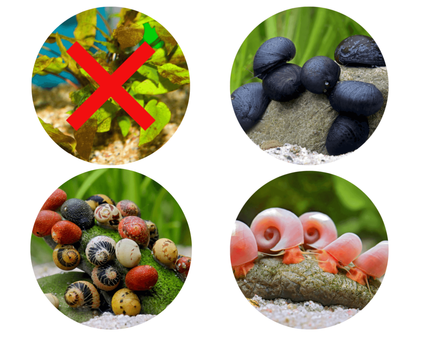 Habitat and Requirements