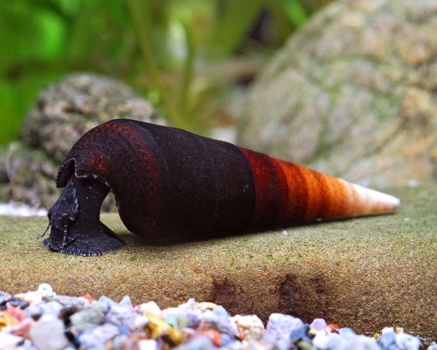 Aquarium conditions