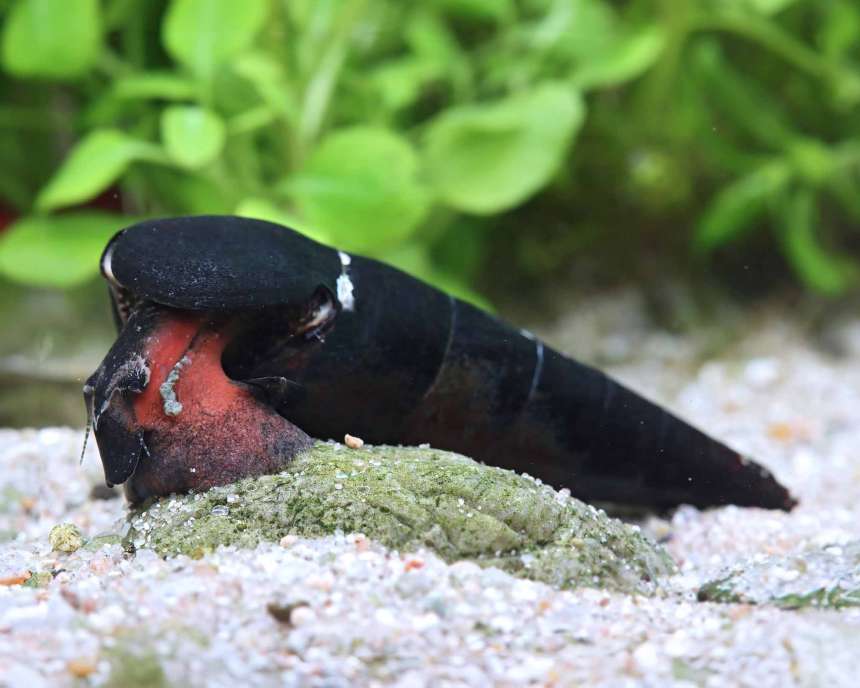 Feeding