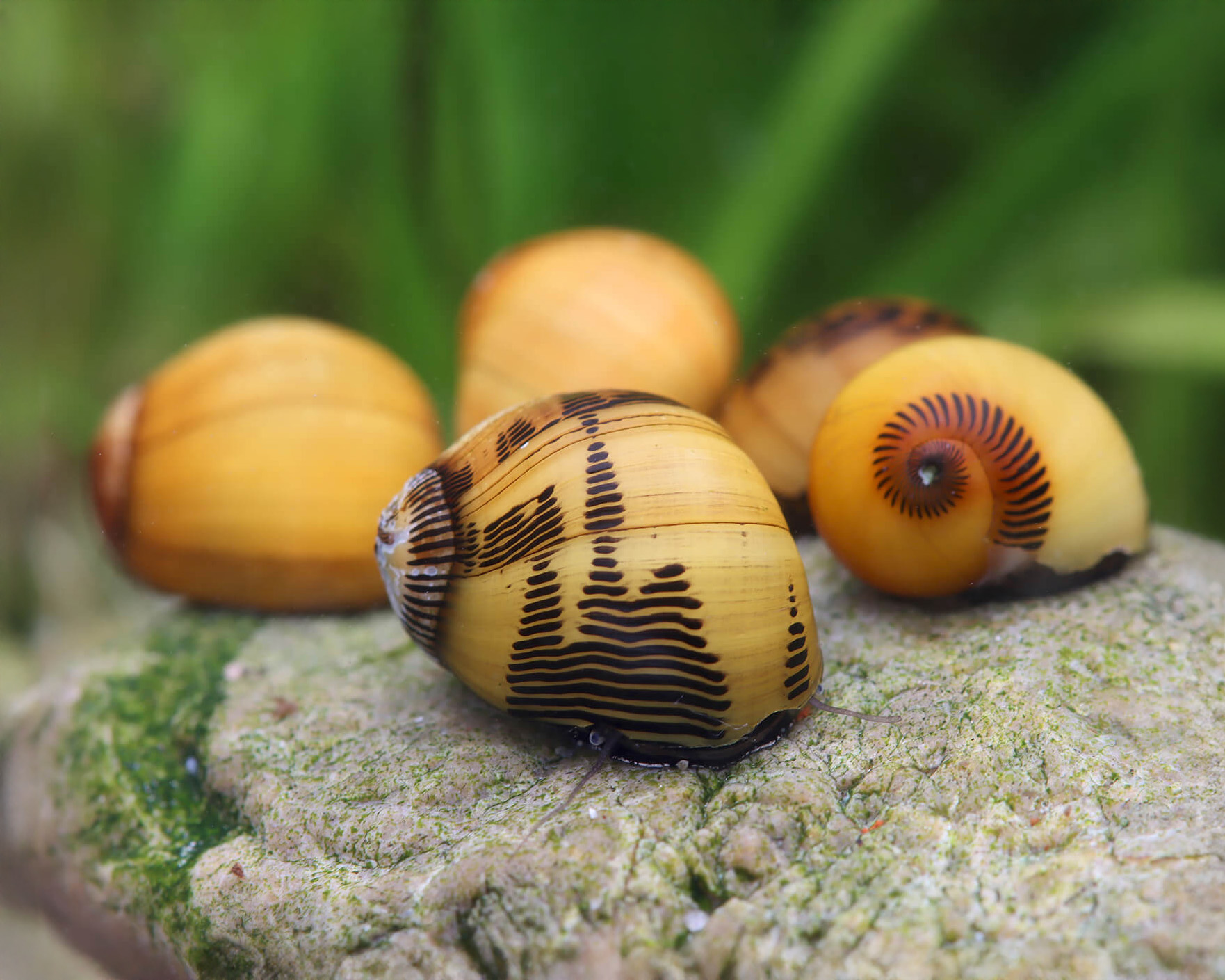 Choose nerite snails when you want grazing without a freshwater colony