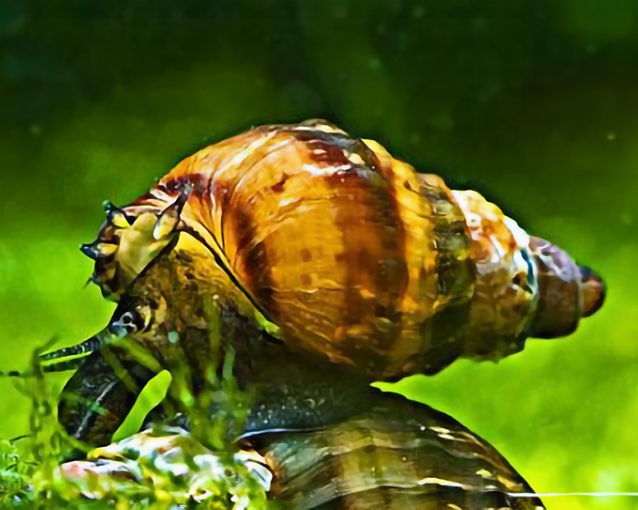 Treat trumpet snails as substrate workers with a population limit