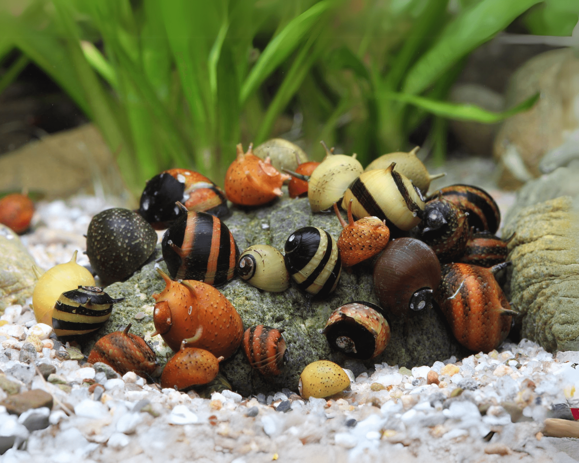 Taxonomy and identification