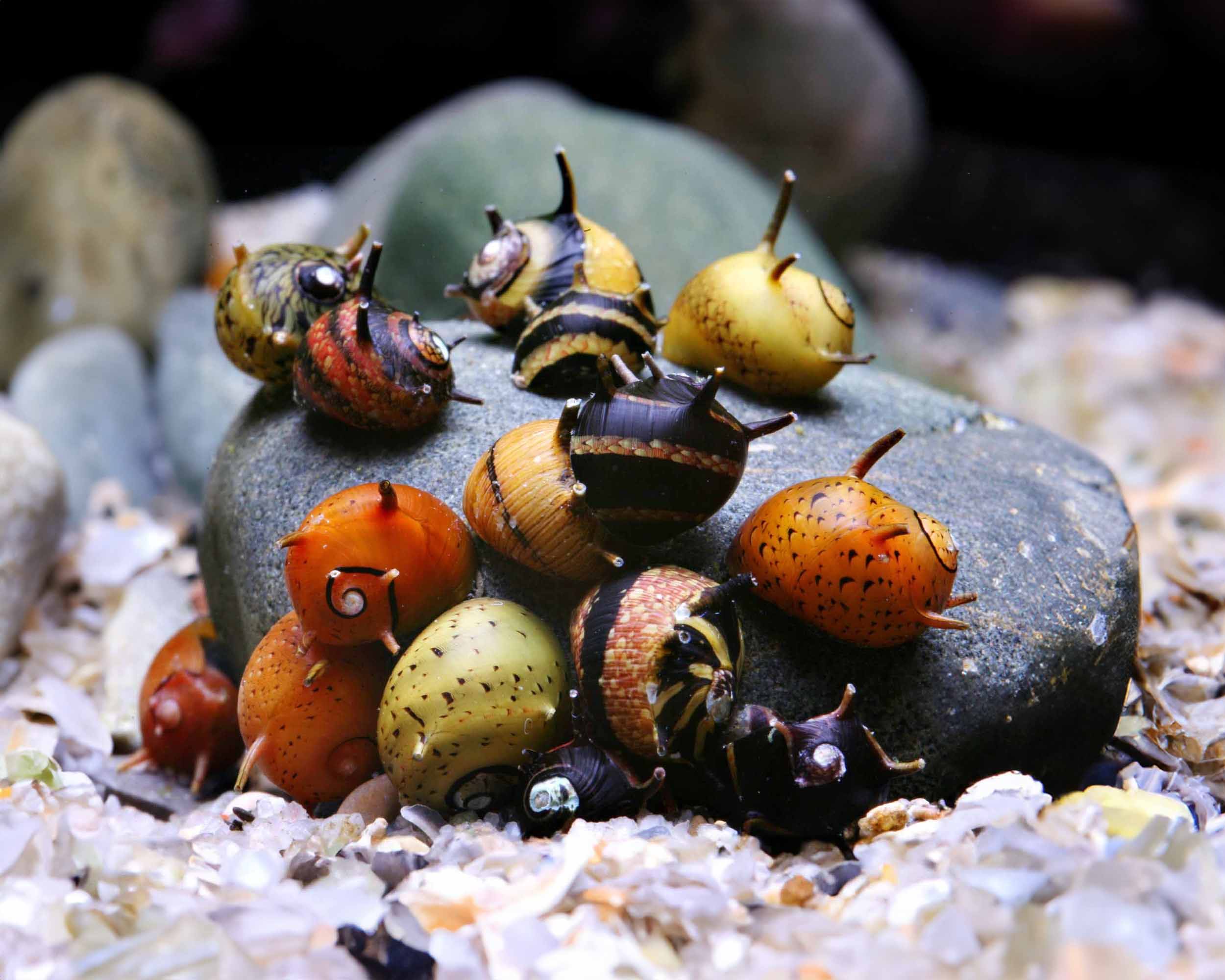 Aquarium conditions