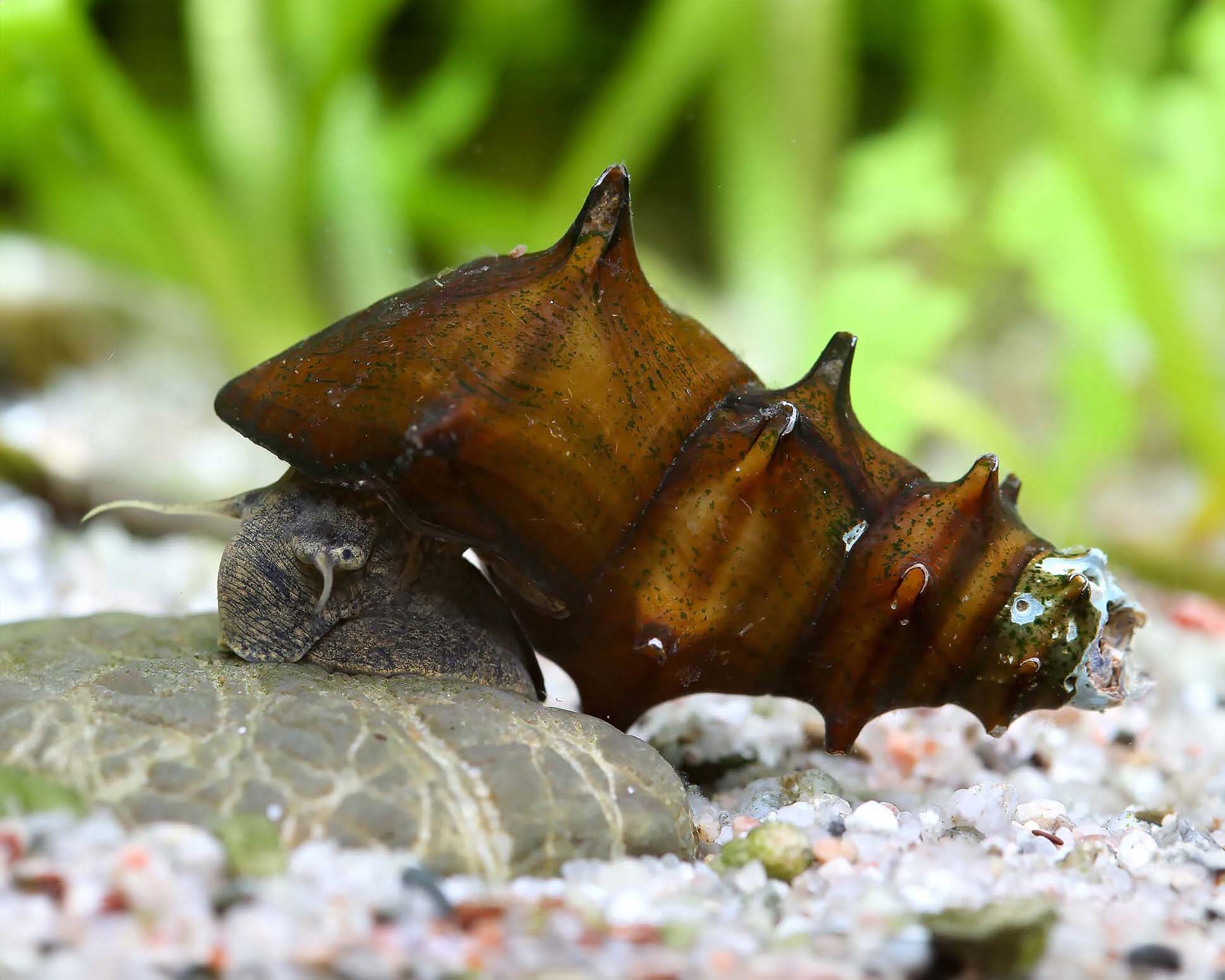 Taxonomy and identification