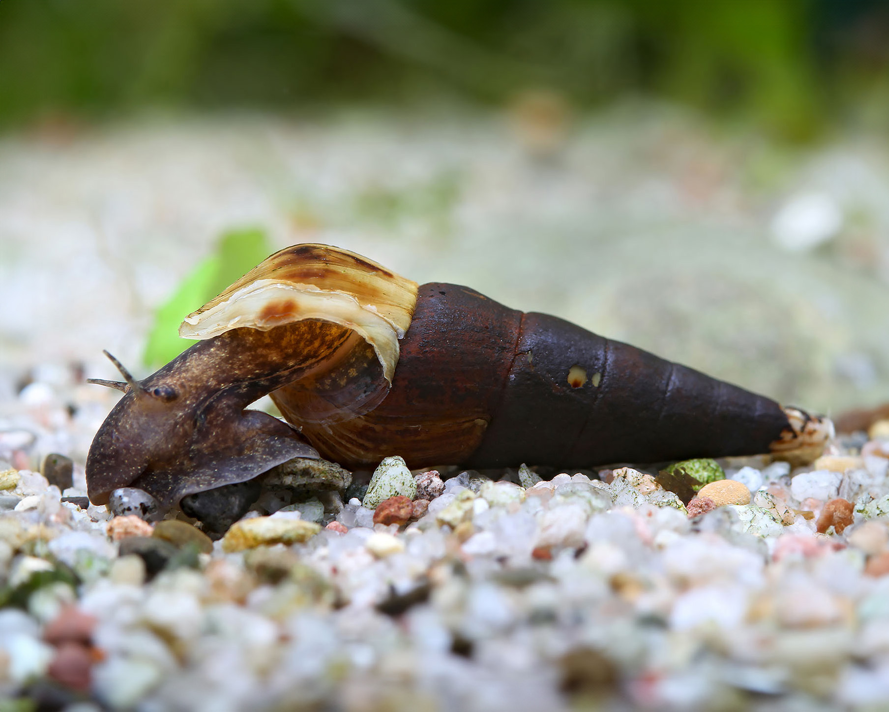 The Hardworking Malaysian Trumpet Snail