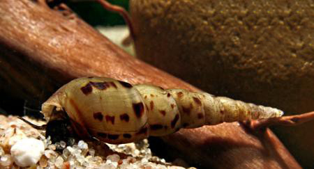 Aquarium conditions