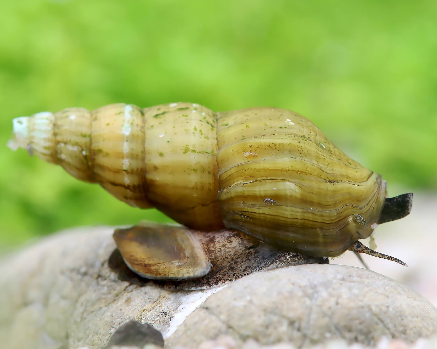 Reproduction