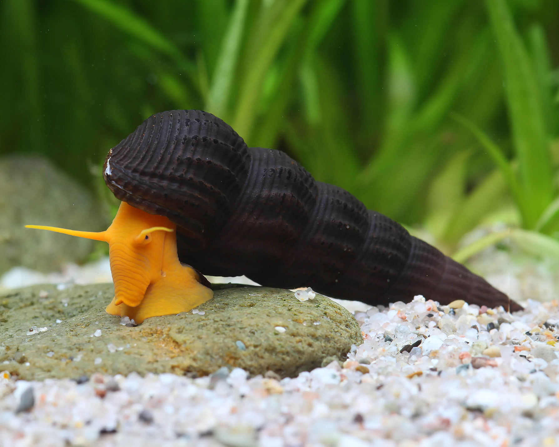 Feeding