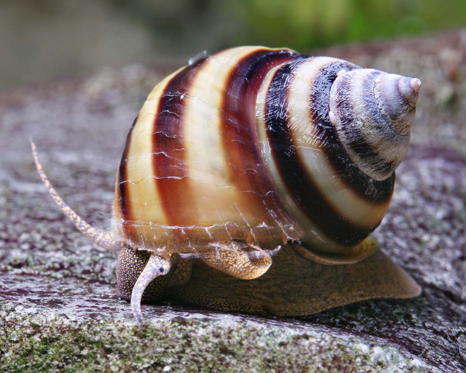 The Elegant Piano Snail