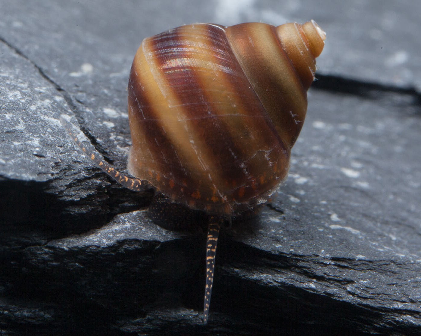 Identification and taxonomy