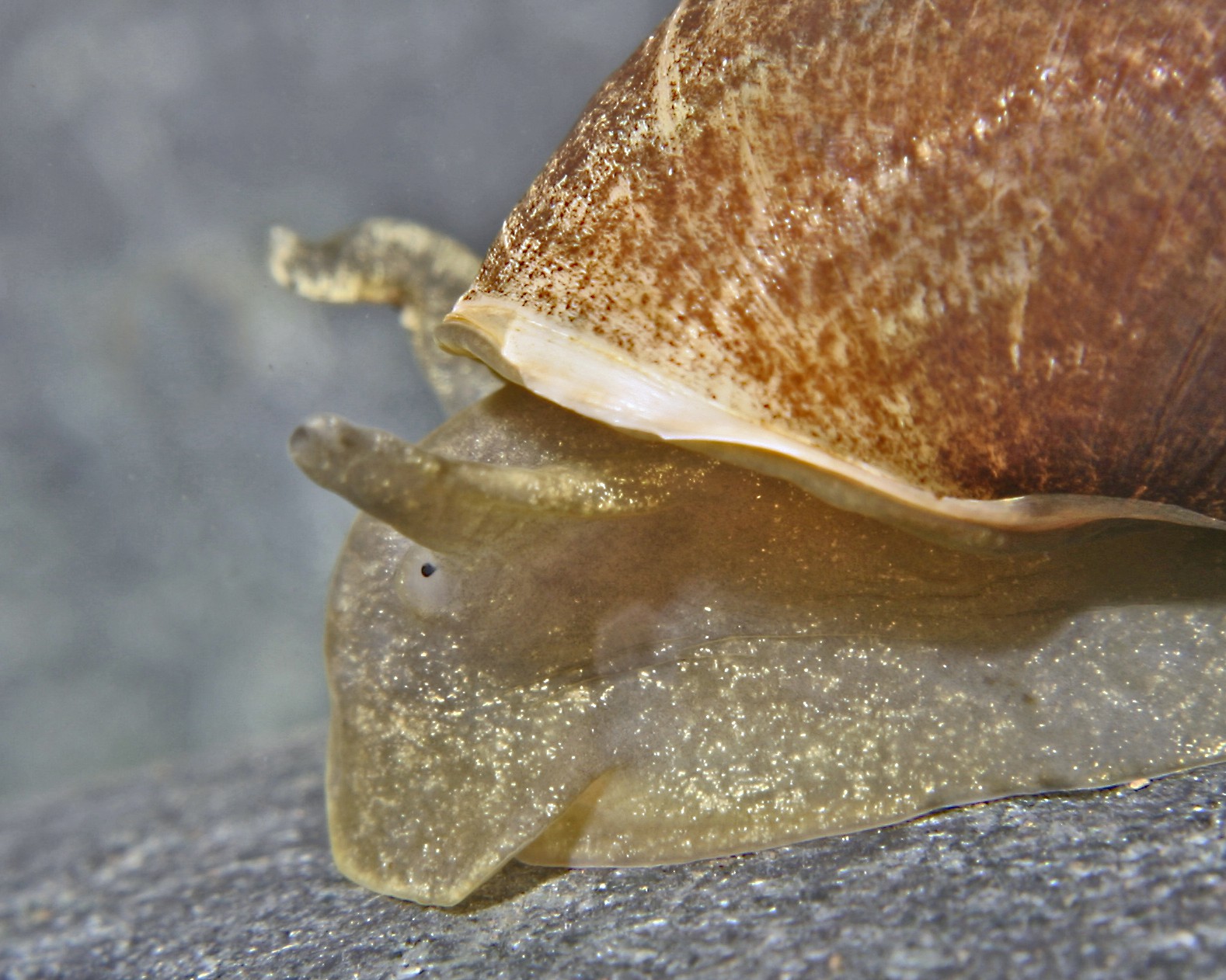 Reproduction