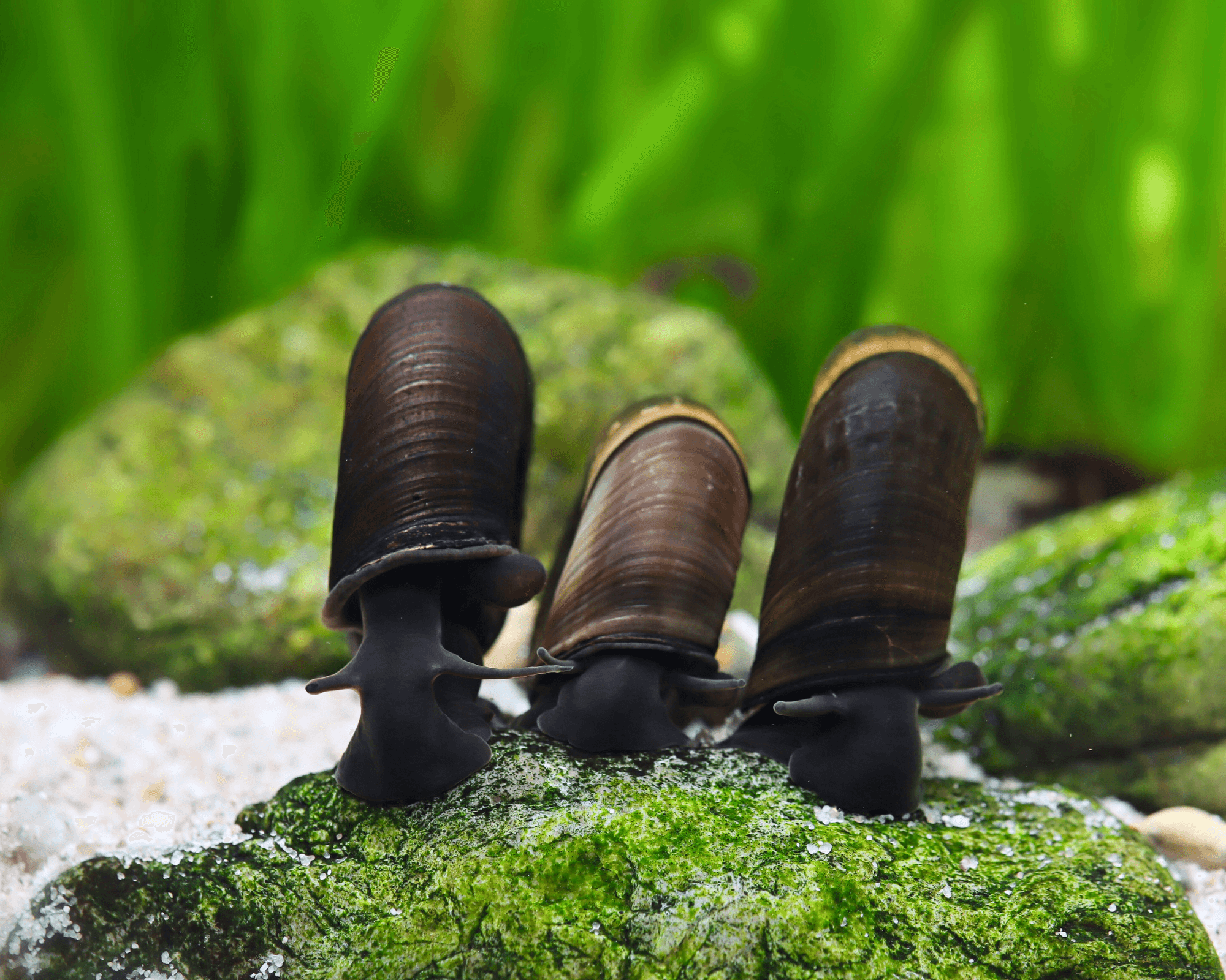Aquarium water parameters