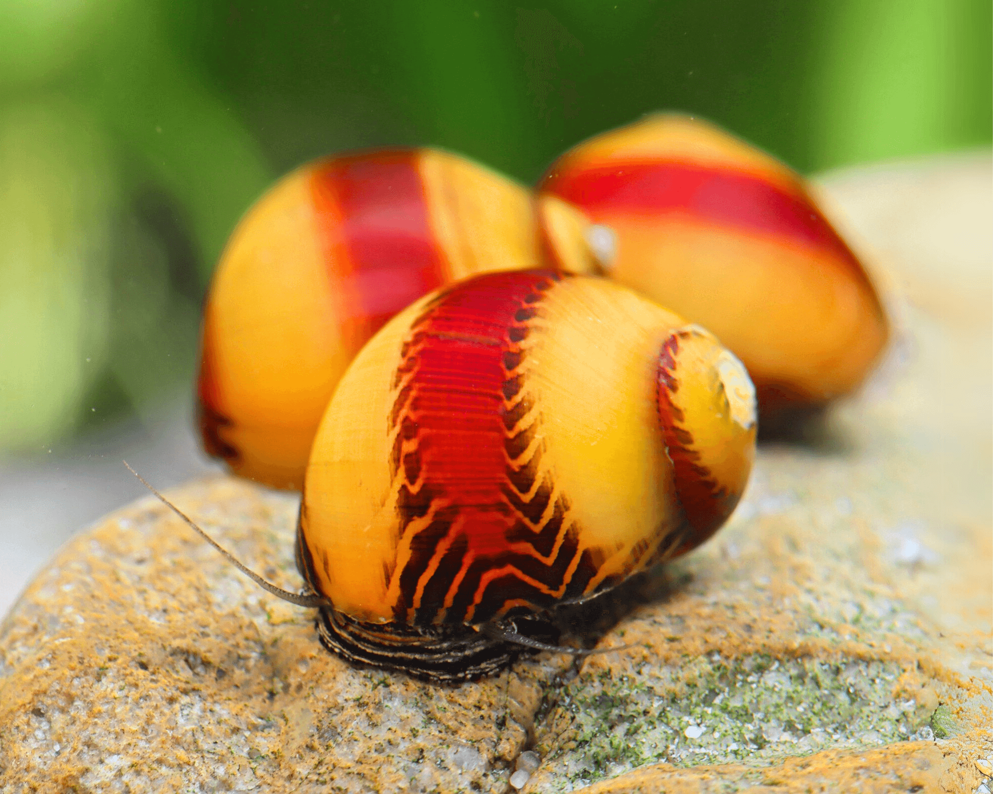 The nerite trade-off: strong grazing, visible eggs, limited freshwater breeding
