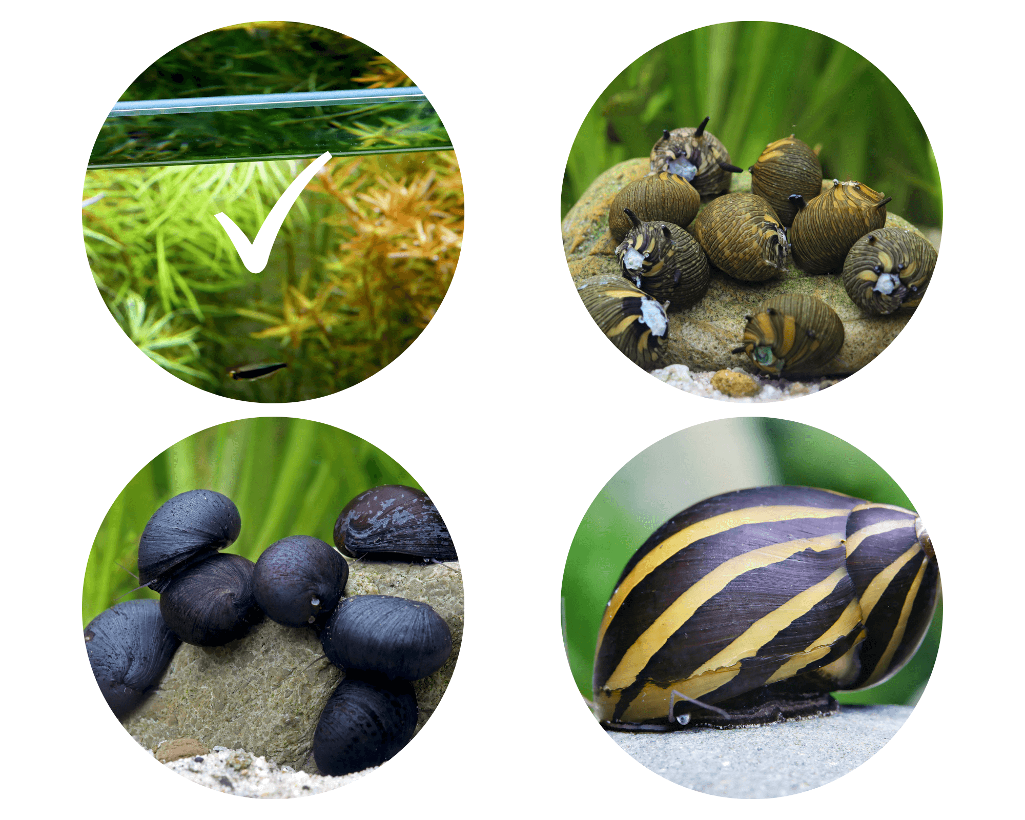 Myth: A cleanup crew makes aquarium maintenance optional