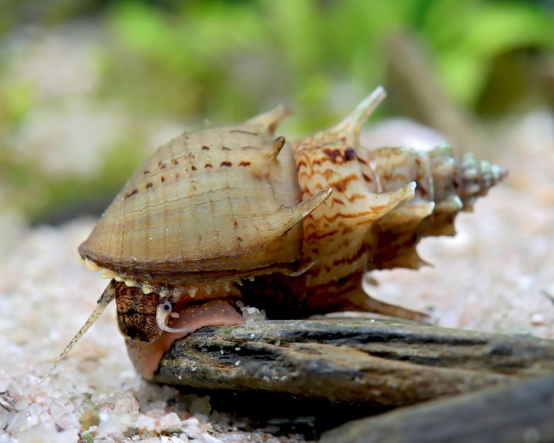 A snail cannot remove algae that the aquarium keeps producing