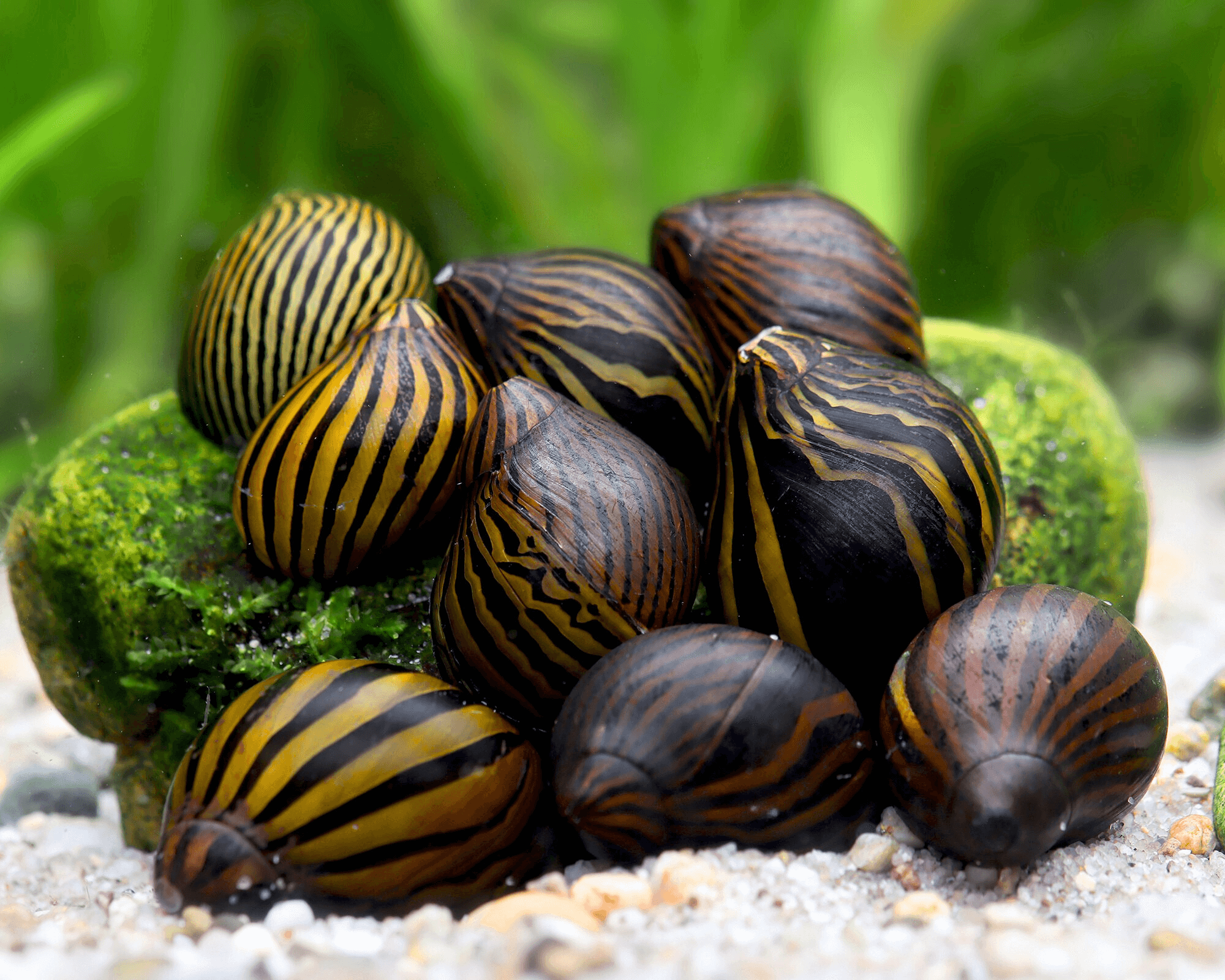 The Efficient Algae Eater: Zebra Racing Snail