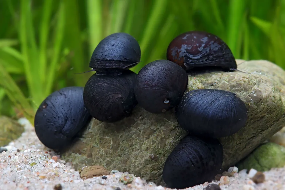 Neritina sp. (Anthrazit Napfschnecke / Black Helmet Snail)