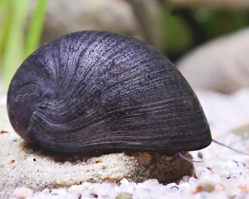Image of anthrazit napfschnecke neritina sp