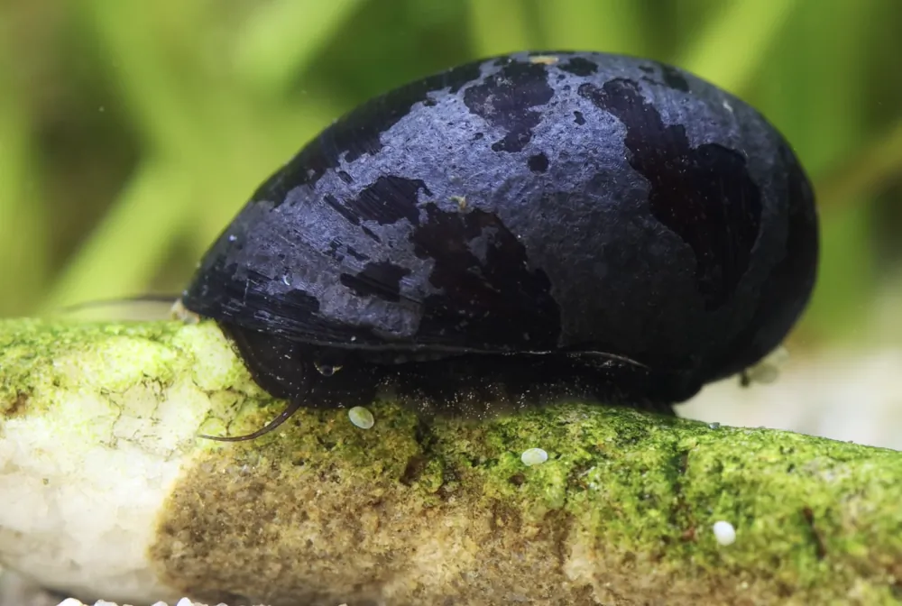 Image of anthrazit napfschnecke neritina sp