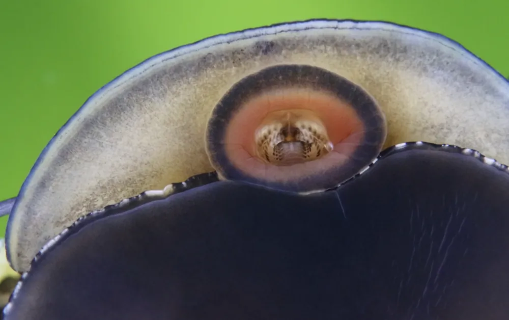 Image of anthrazit napfschnecke neritina sp