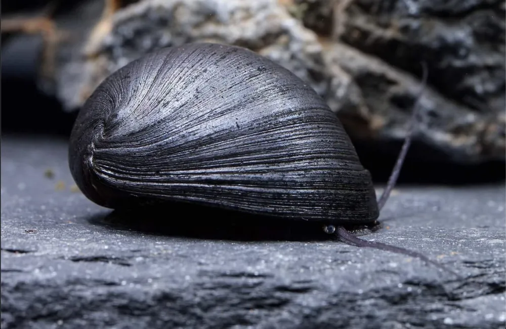Image of anthrazit napfschnecke neritina sp