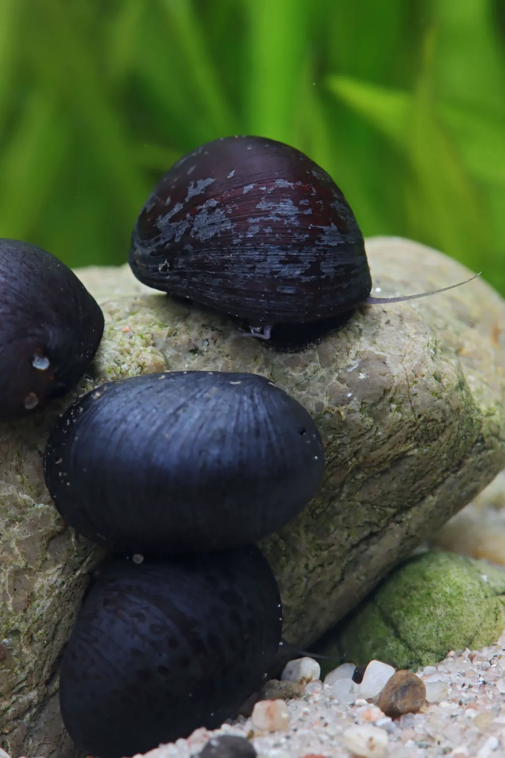 Image of anthrazit napfschnecke neritina sp