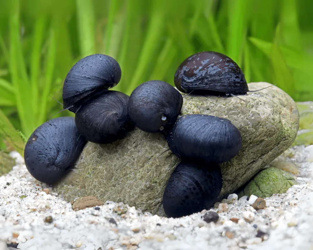 Image of anthrazit napfschnecke neritina sp