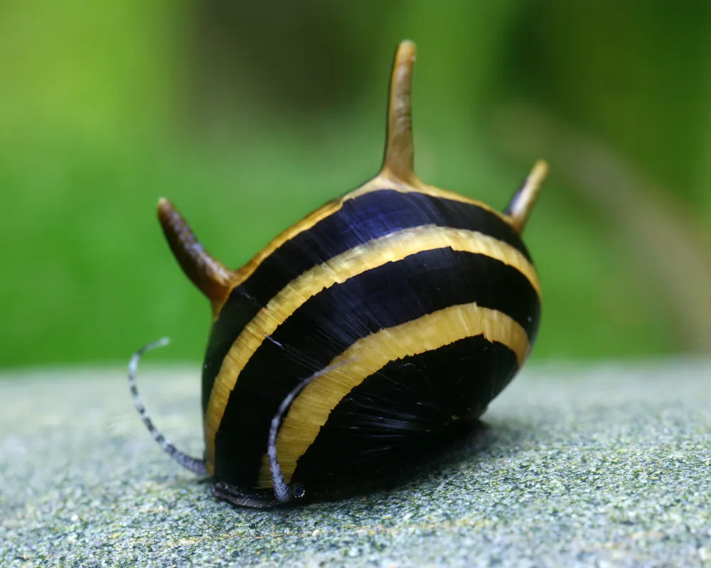 Image of antlered snail black gold clithon diadema