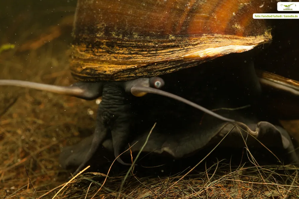 Image of asian apple snail pilla ampullacea