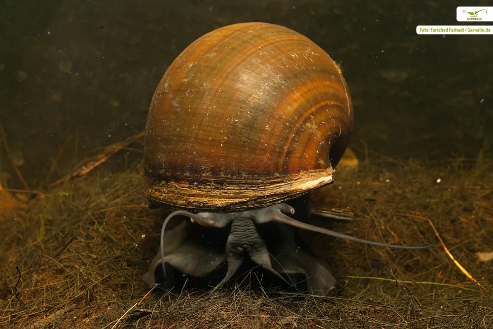Image of asian apple snail pilla ampullacea