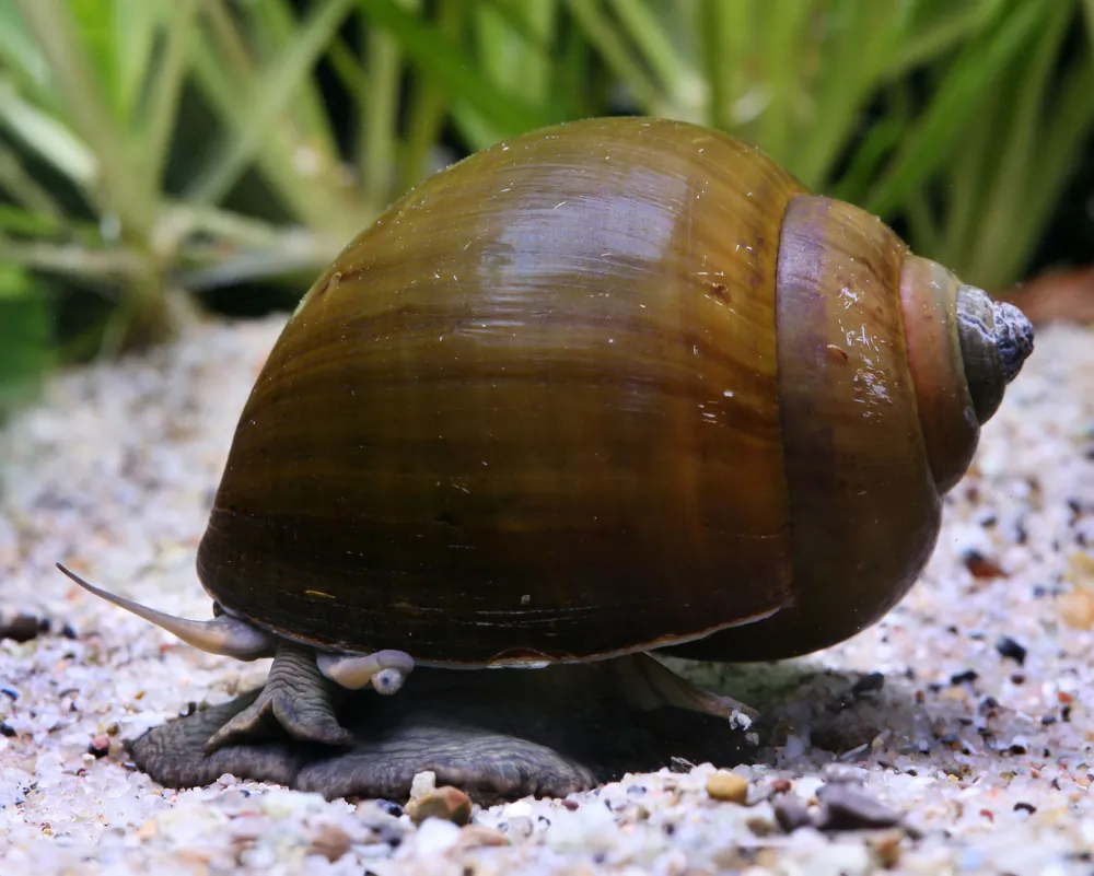 Image of asian apple snail pilla ampullacea