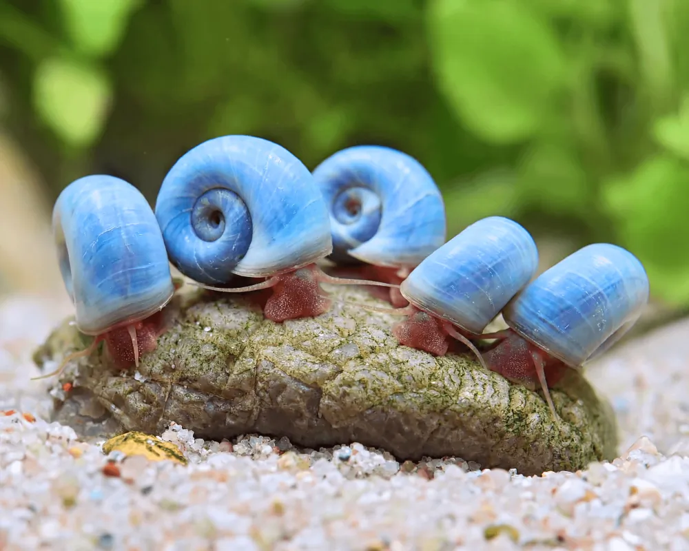 Image of avatar post horn snail planorbella duryi duryi blue phs