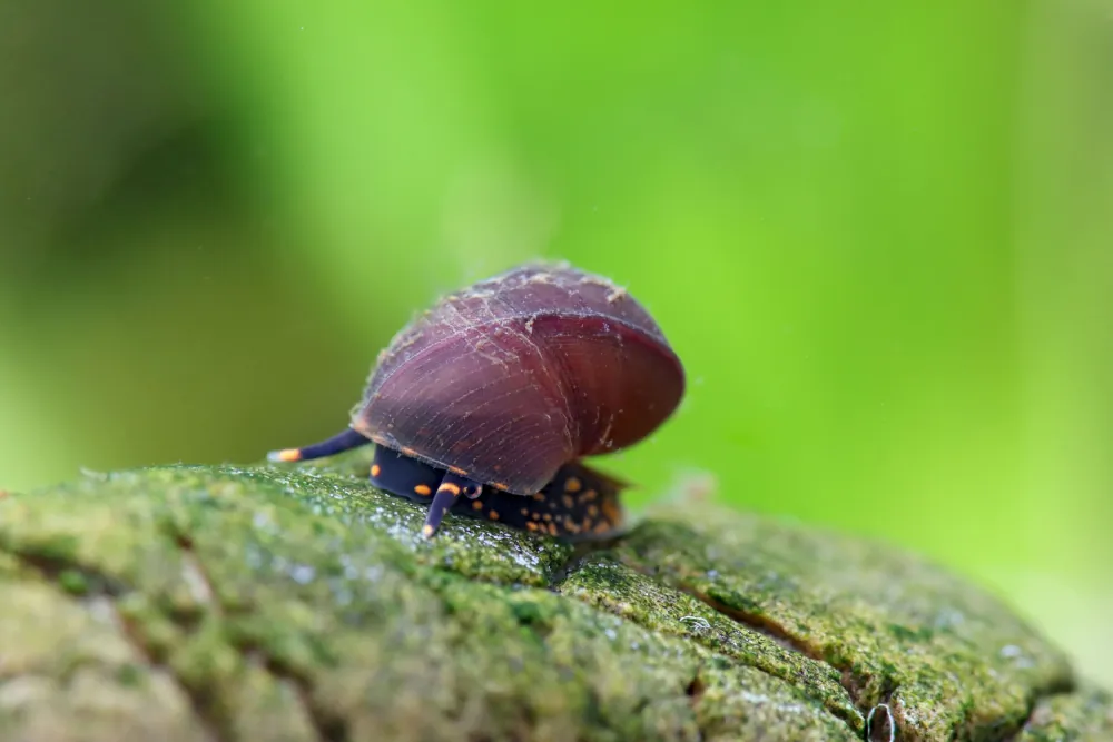 Notopala sp. (Baby Blue Berry Snail)