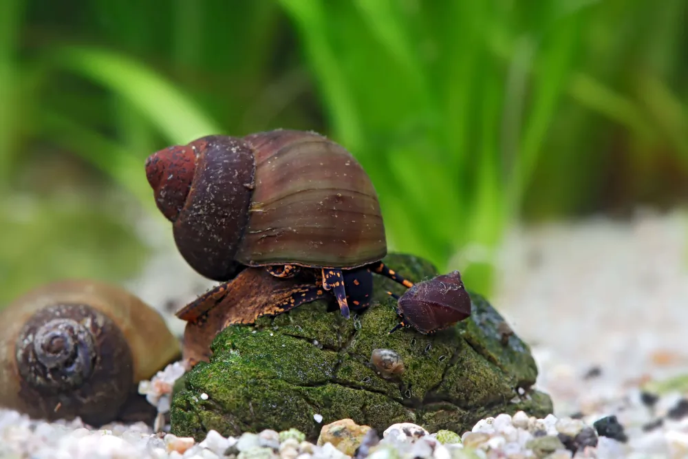 Image of baby blue berry snail notopala sp