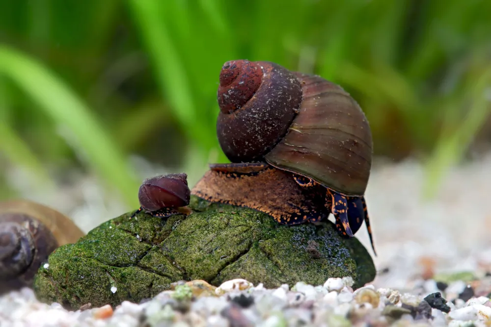 Image of baby blue berry snail notopala sp