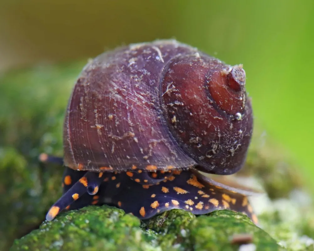 Image of baby blue berry snail notopala sp