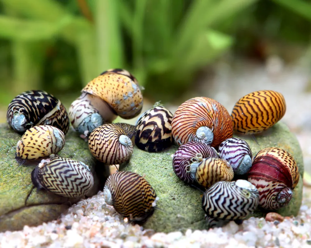 Theodoxus dalmaticus (Balkan Limpet Nano Snail)