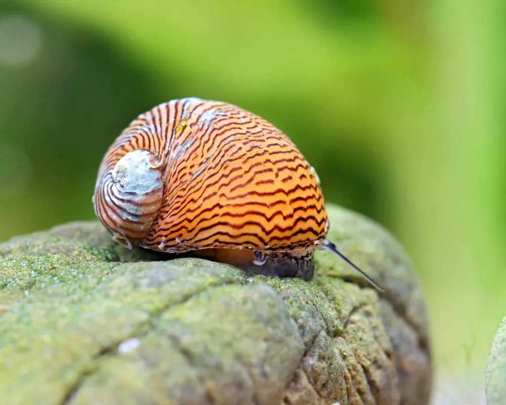 Image of balkan limpet nano theodoxus dalmaticus