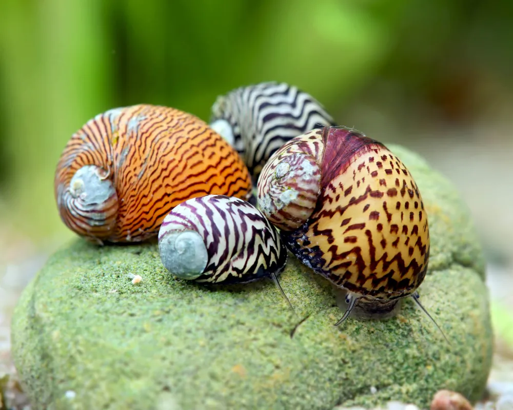 Image of balkan limpet nano theodoxus dalmaticus