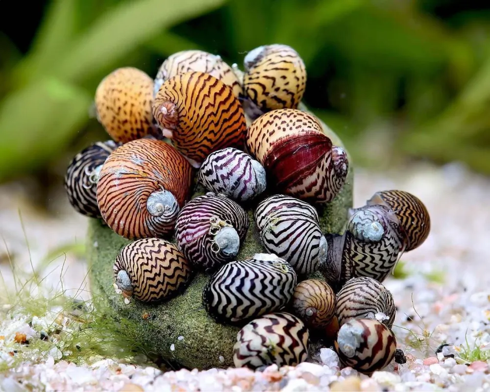 Image of balkan limpet nano theodoxus dalmaticus