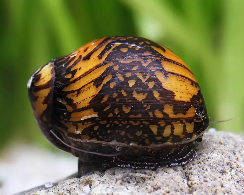 Neritina variegata (Batik Snail)