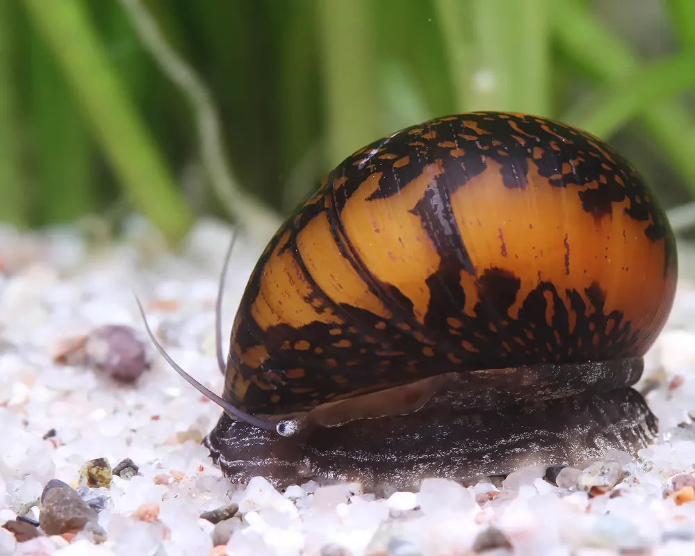 Image of batik snail neritina variegata